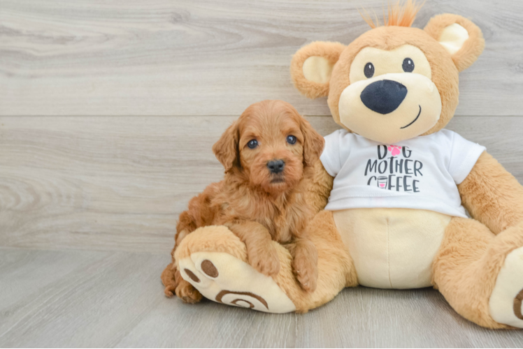 Petite Mini Goldendoodle Poodle Mix Pup