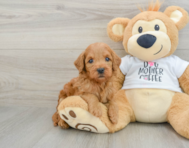 8 week old Mini Goldendoodle Puppy For Sale - Simply Southern Pups