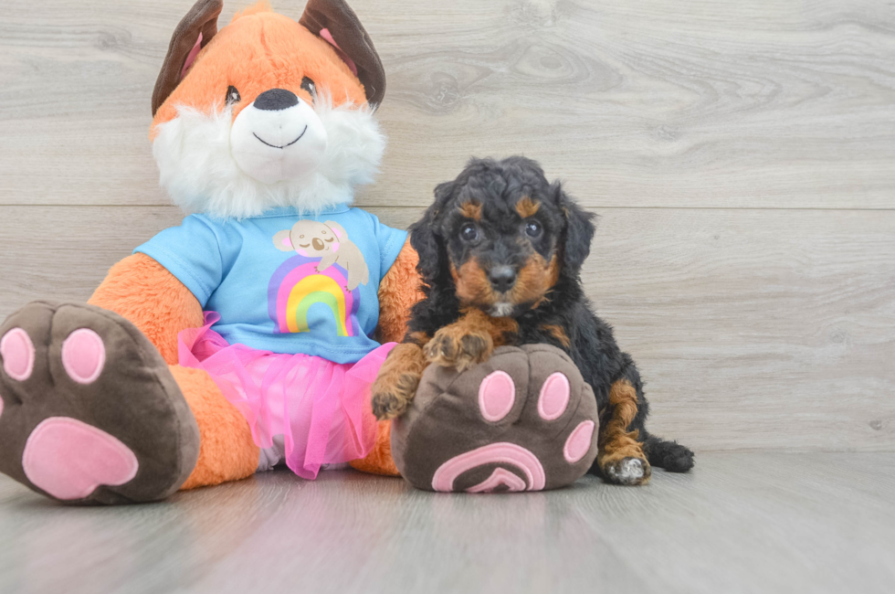6 week old Mini Goldendoodle Puppy For Sale - Simply Southern Pups