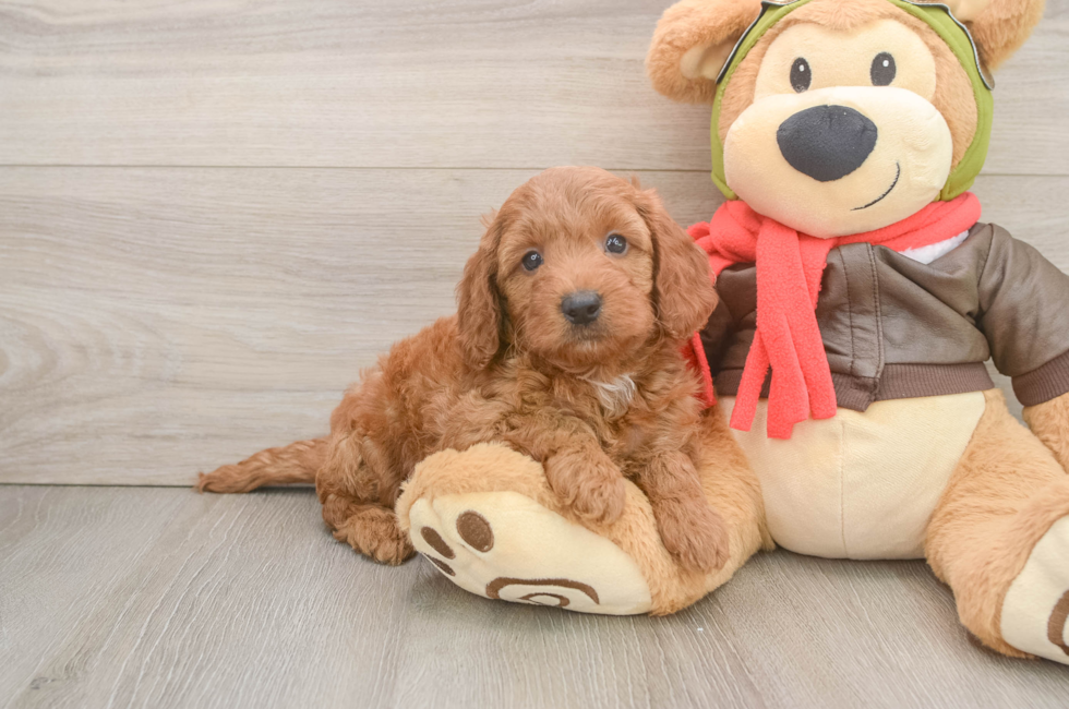 6 week old Mini Goldendoodle Puppy For Sale - Simply Southern Pups