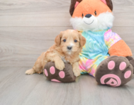 8 week old Mini Goldendoodle Puppy For Sale - Simply Southern Pups