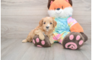 Best Mini Goldendoodle Baby