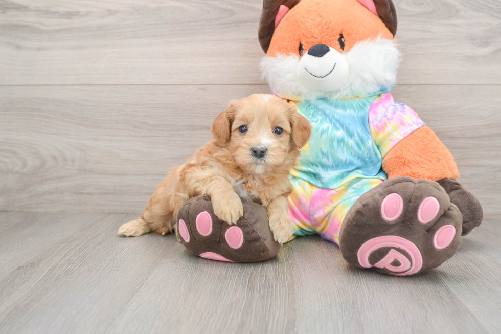 Best Mini Goldendoodle Baby