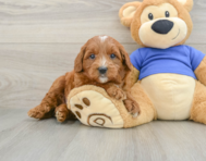 7 week old Mini Goldendoodle Puppy For Sale - Simply Southern Pups