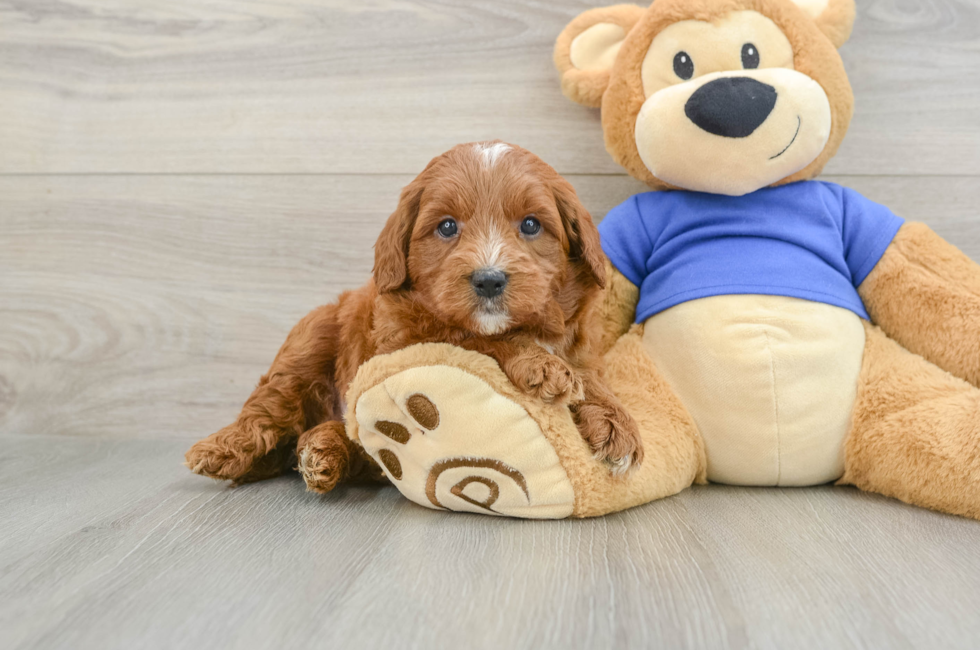 5 week old Mini Goldendoodle Puppy For Sale - Simply Southern Pups