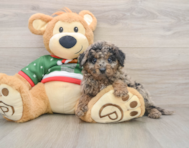 5 week old Mini Goldendoodle Puppy For Sale - Simply Southern Pups