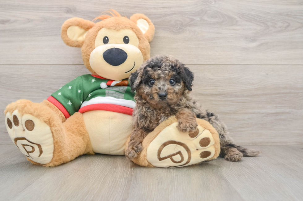 5 week old Mini Goldendoodle Puppy For Sale - Simply Southern Pups