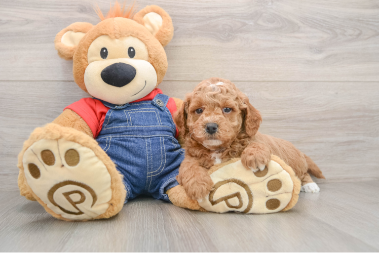 Little Mini Goldenpoo Poodle Mix Puppy