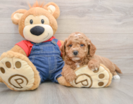 7 week old Mini Goldendoodle Puppy For Sale - Simply Southern Pups