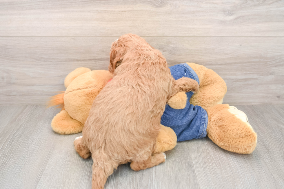 Mini Goldendoodle Pup Being Cute