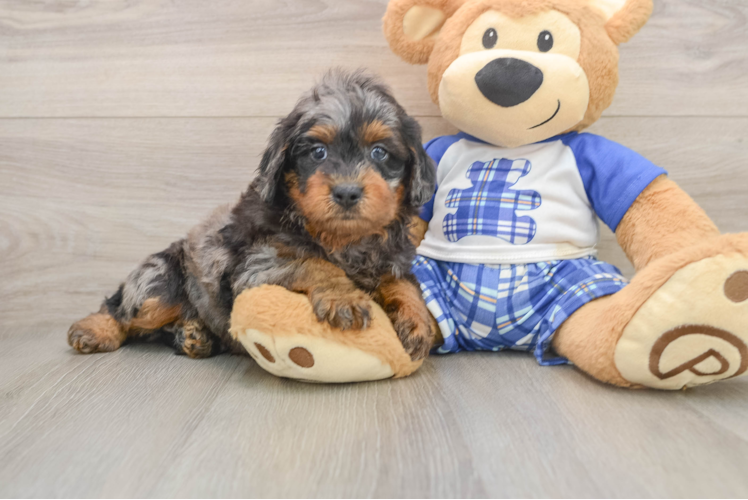 Funny Mini Goldendoodle Poodle Mix Pup