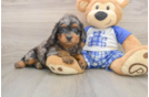 Funny Mini Goldendoodle Poodle Mix Pup