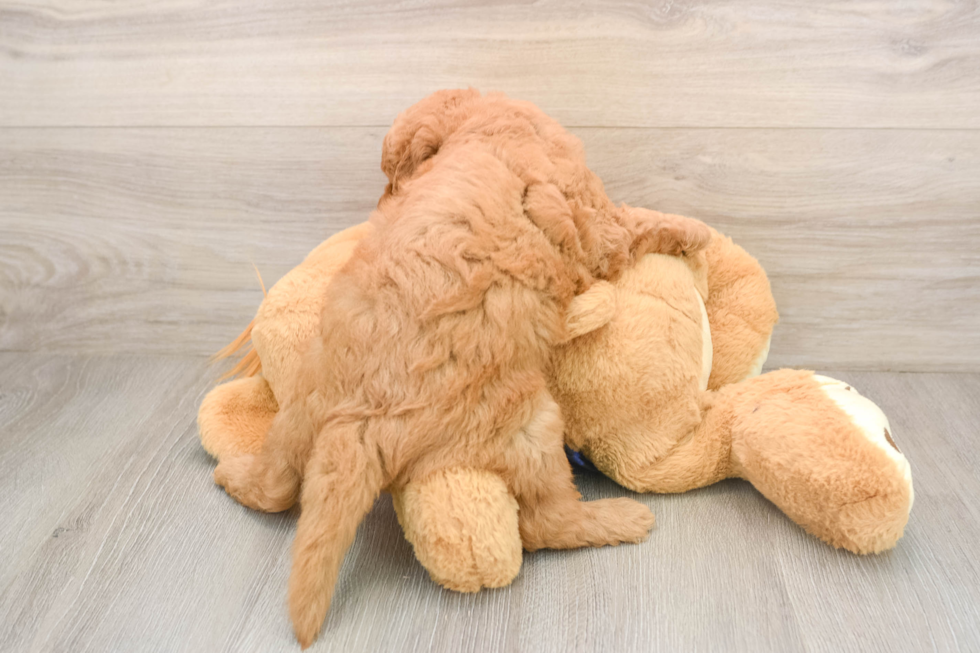 Best Mini Goldendoodle Baby