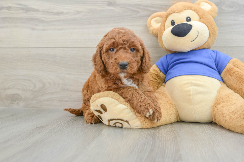 5 week old Mini Goldendoodle Puppy For Sale - Simply Southern Pups