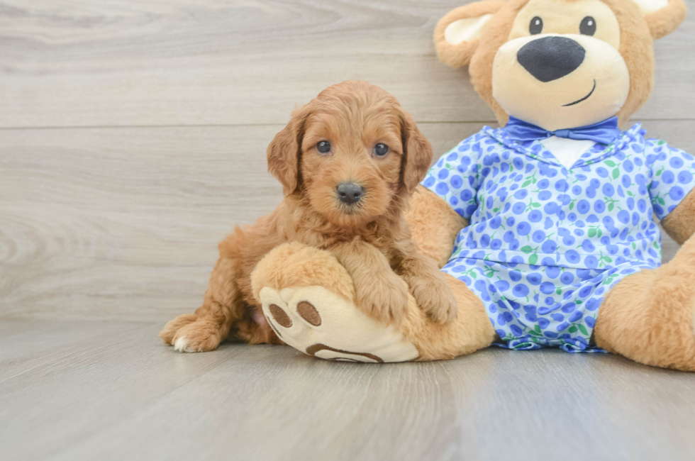 6 week old Mini Goldendoodle Puppy For Sale - Simply Southern Pups