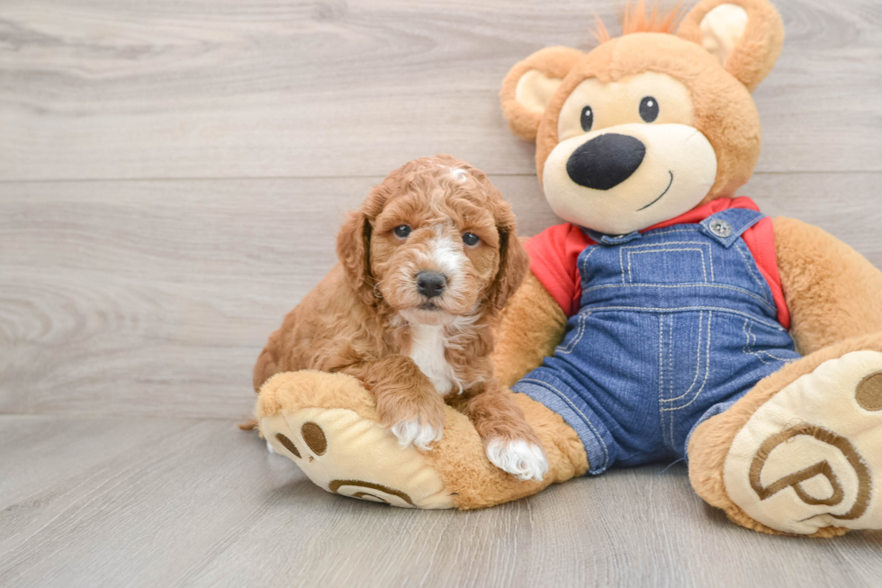 Fluffy Mini Goldendoodle Poodle Mix Pup
