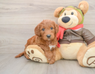8 week old Mini Goldendoodle Puppy For Sale - Simply Southern Pups