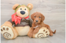 Cute Mini Goldendoodle Baby