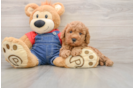 Mini Goldendoodle Pup Being Cute
