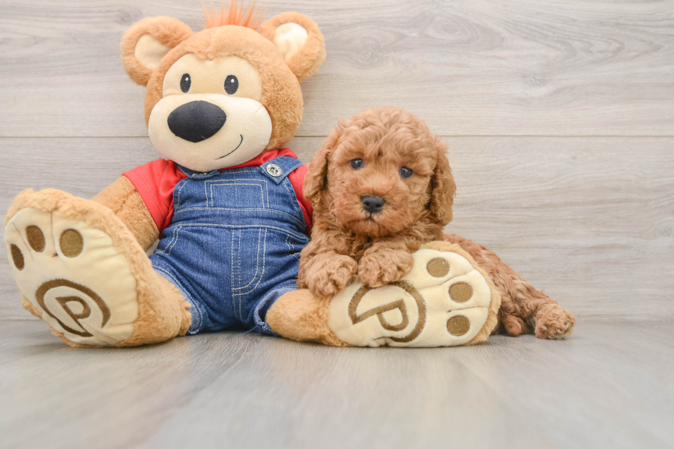 Mini Goldendoodle Pup Being Cute