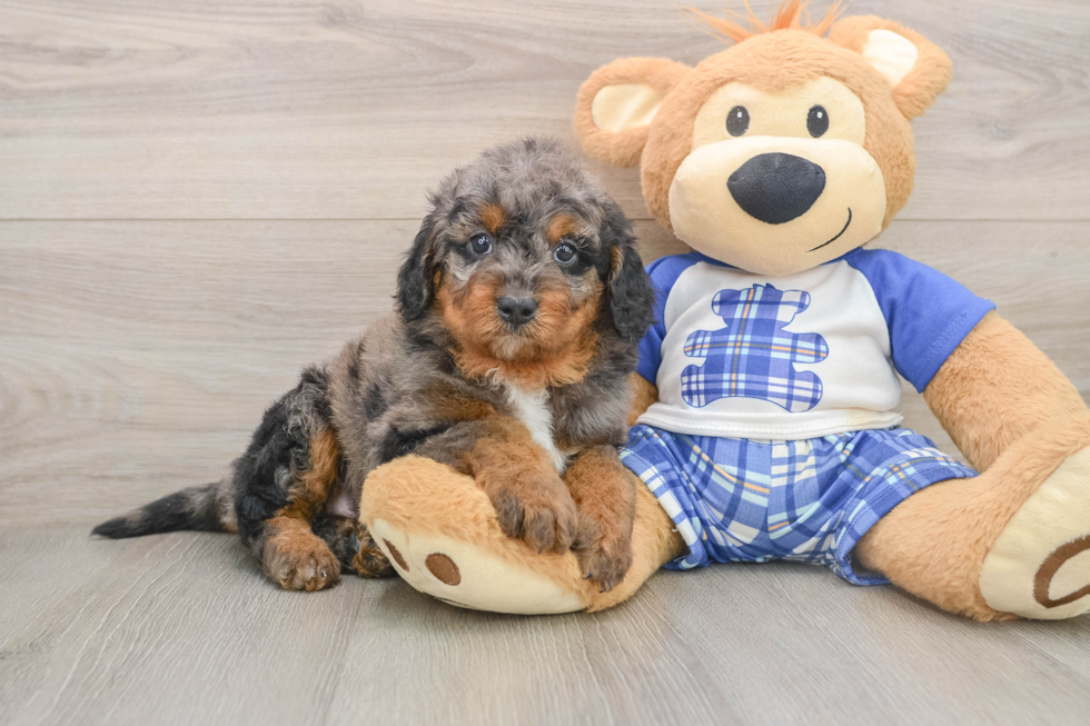 Smart Mini Goldendoodle Poodle Mix Pup