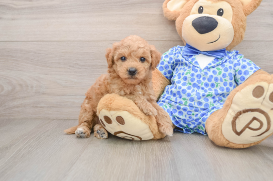 Sweet Mini Goldendoodle Baby