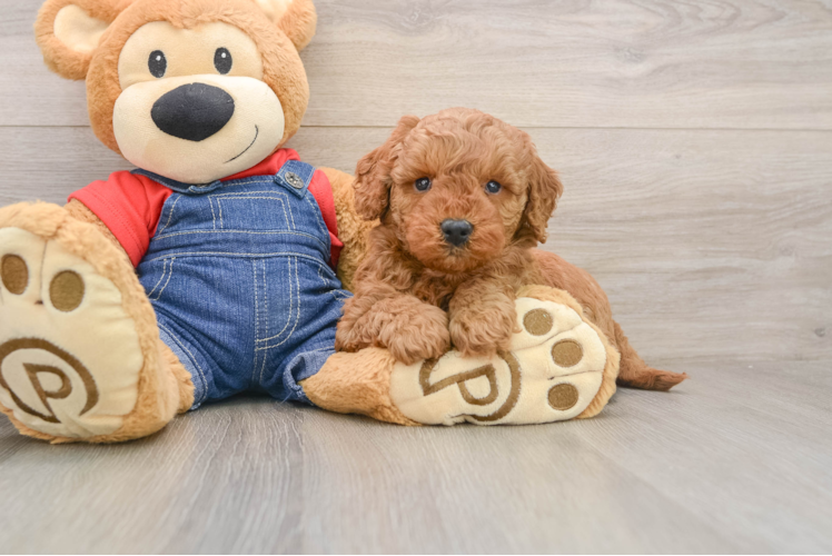 Adorable Golden Retriever Poodle Mix Poodle Mix Puppy