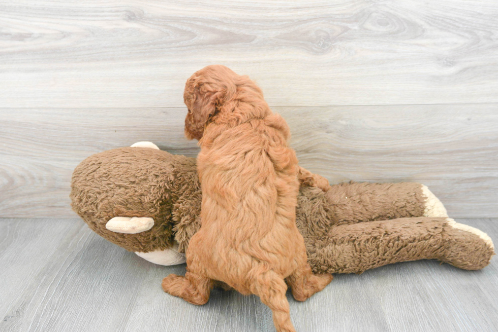 Playful Golden Retriever Poodle Mix Puppy