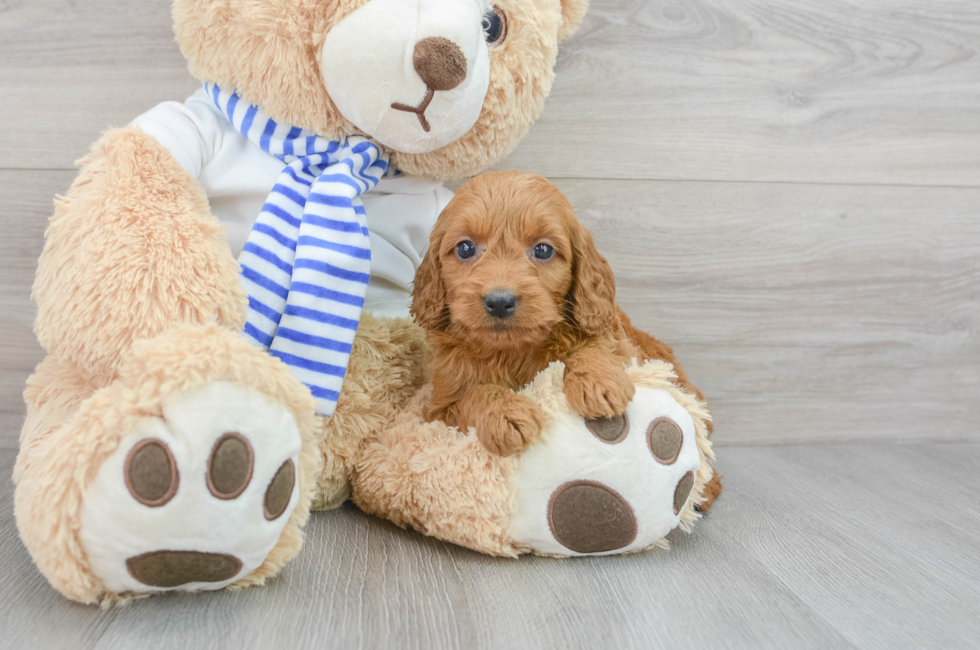 7 week old Mini Goldendoodle Puppy For Sale - Simply Southern Pups