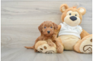 Best Mini Goldendoodle Baby