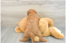 Best Mini Goldendoodle Baby