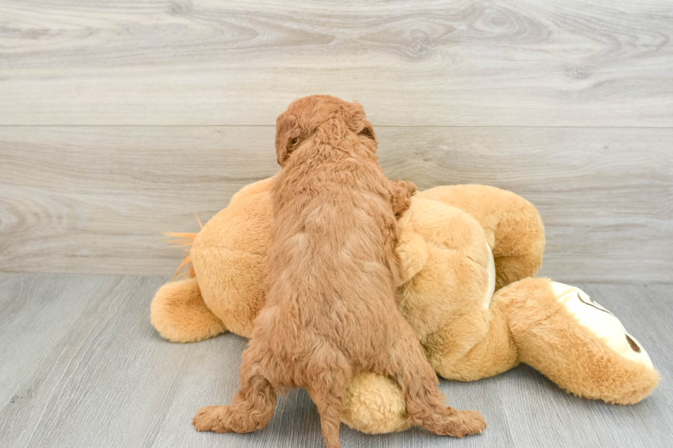 Best Mini Goldendoodle Baby