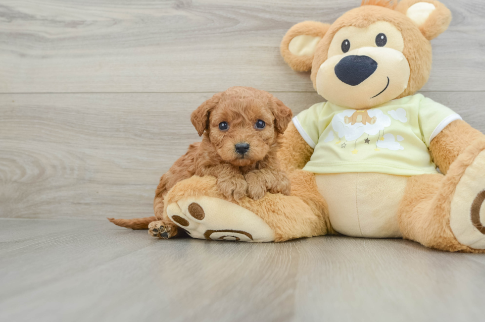 5 week old Mini Goldendoodle Puppy For Sale - Simply Southern Pups