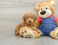 6 week old Mini Goldendoodle Puppy For Sale - Simply Southern Pups