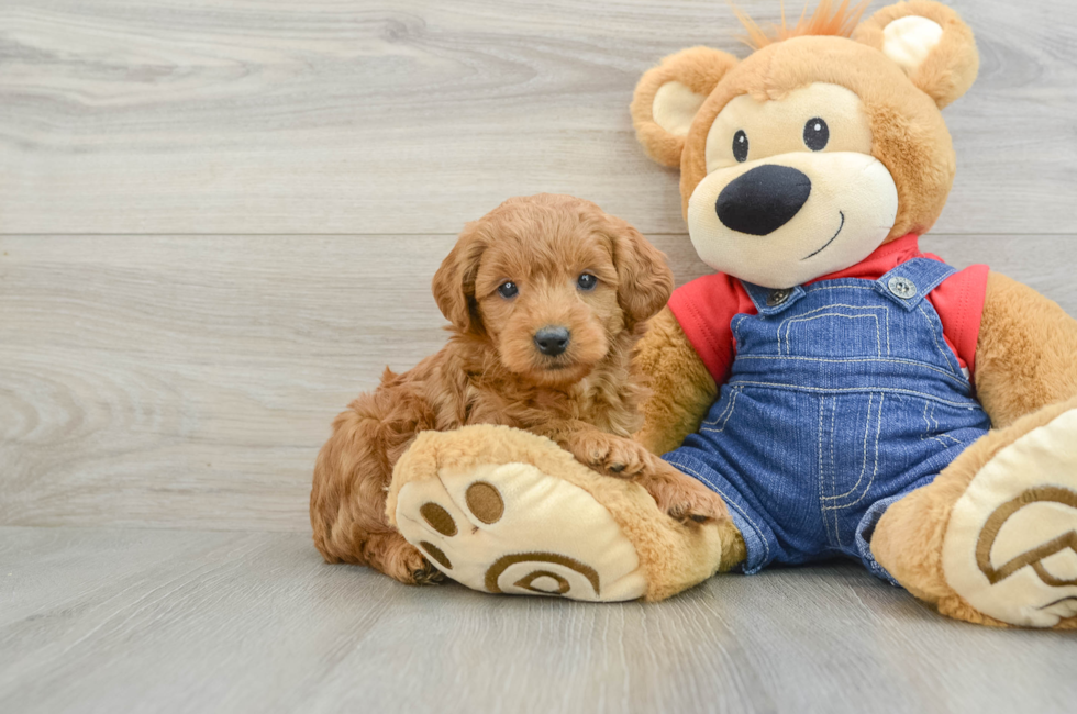 6 week old Mini Goldendoodle Puppy For Sale - Simply Southern Pups