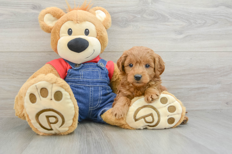 Happy Mini Goldendoodle Baby