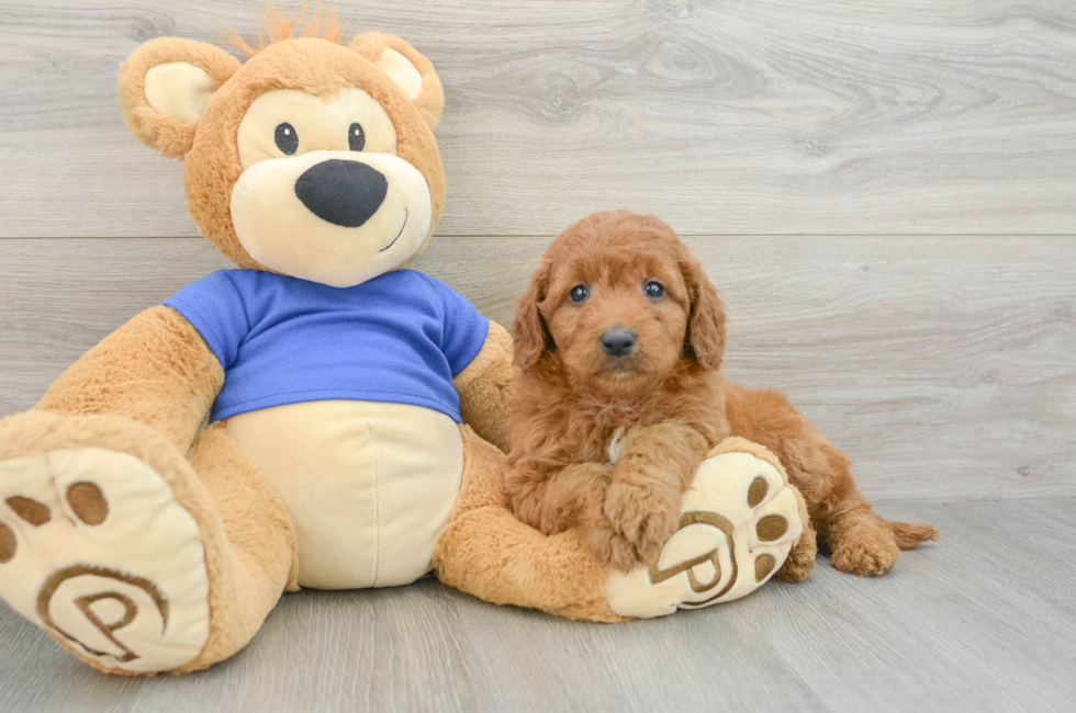 5 week old Mini Goldendoodle Puppy For Sale - Simply Southern Pups