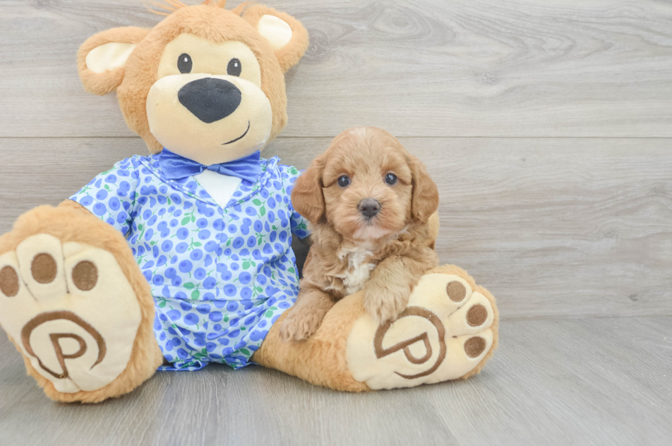 6 week old Mini Goldendoodle Puppy For Sale - Simply Southern Pups