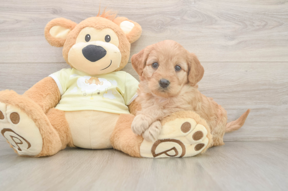 6 week old Mini Goldendoodle Puppy For Sale - Simply Southern Pups
