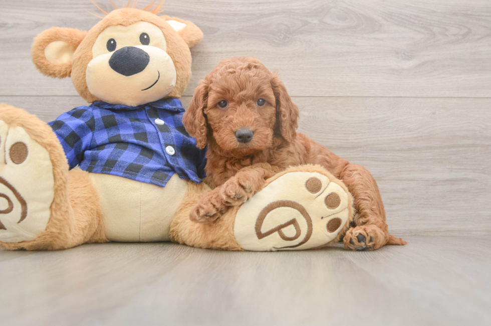 5 week old Mini Goldendoodle Puppy For Sale - Simply Southern Pups