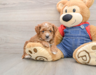 8 week old Mini Goldendoodle Puppy For Sale - Simply Southern Pups