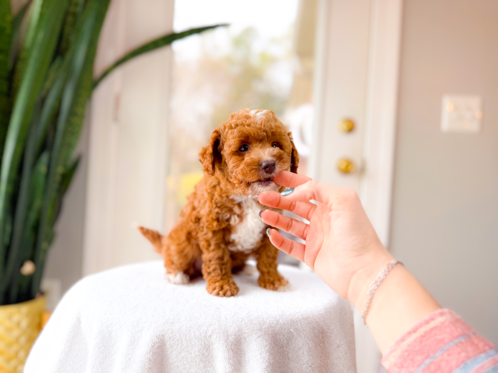 Cute Mini Goldendoodle Poodle Mix Pup