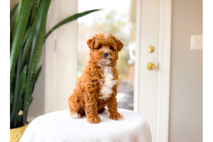 Mini Goldendoodle Puppy for Adoption