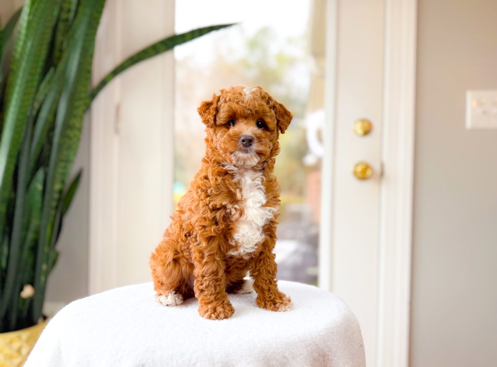 Mini Goldendoodle Puppy for Adoption