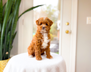8 week old Mini Goldendoodle Puppy For Sale - Simply Southern Pups