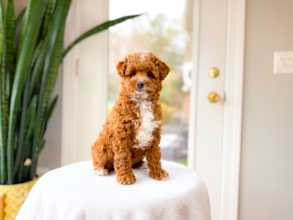 Best Mini Goldendoodle Baby