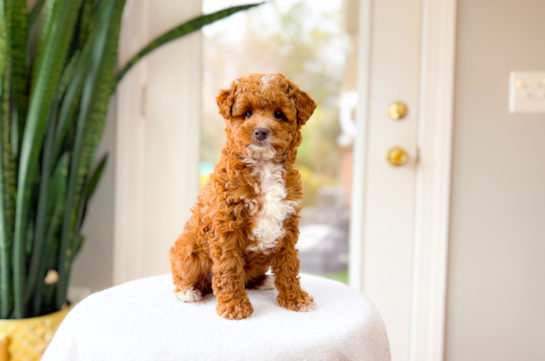 Best Mini Goldendoodle Baby