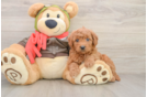 Mini Goldendoodle Pup Being Cute