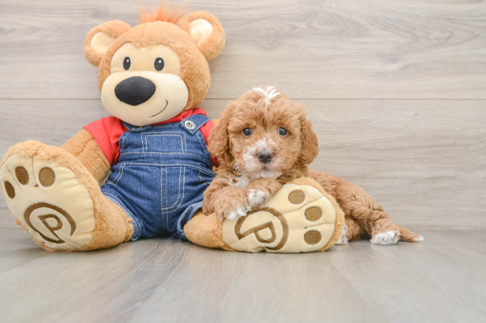 Mini Goldendoodle Puppy for Adoption