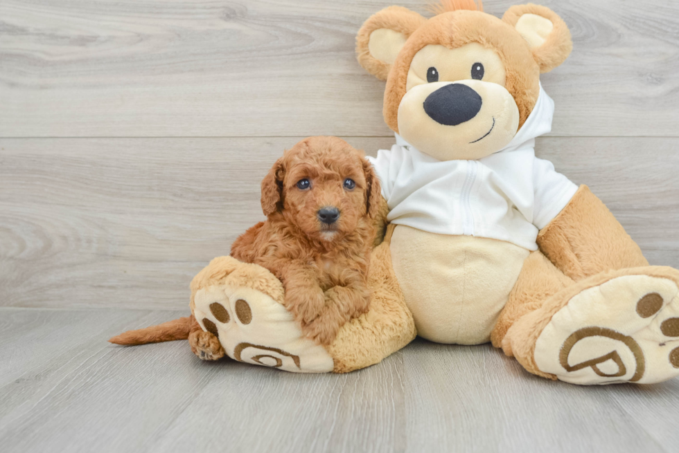 Best Mini Goldendoodle Baby